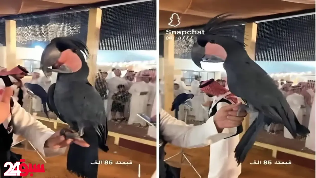 ببغاء نادر بسعر خيالي يثير ضجة.. تعرف على فصيلته وقيمته الحقيقية